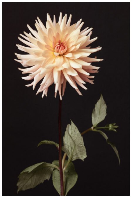 Pink Dahlia Flower, Botanical Art Print, Elegant Home Decor