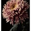Botanical Art Print: Chrysanthemum Flower Head Wall Art