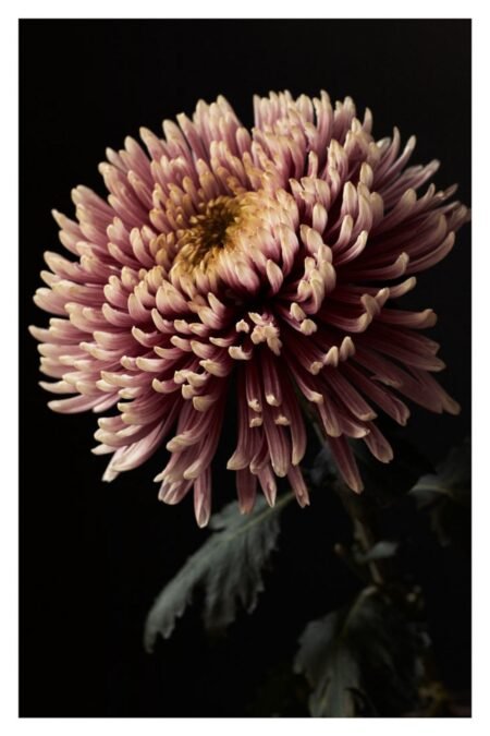 Botanical Art Print: Chrysanthemum Flower Head Wall Art