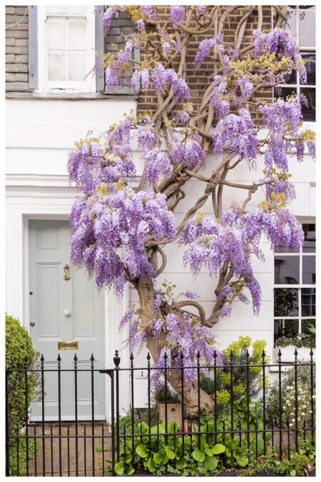 Wisteria Purple Blossom Wall Art, London Wall Decor, London Fine Art Photography, Chic Front Door,