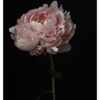 Reine Hortense Peony Flower Photography Print, Elegant Peony Wall Decor