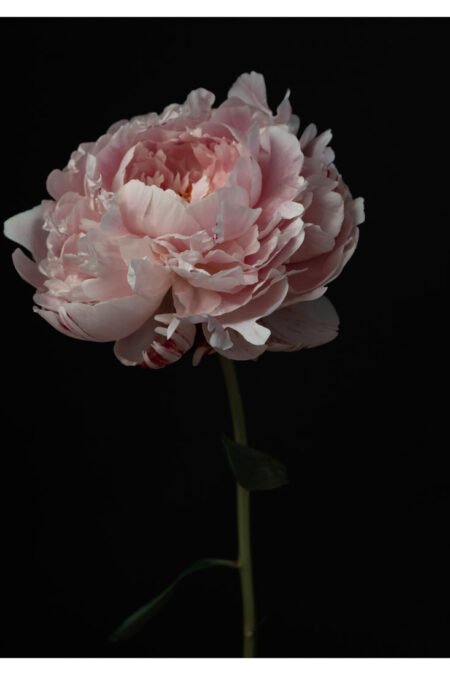 Reine Hortense Peony Flower Photography Print, Elegant Peony Wall Decor