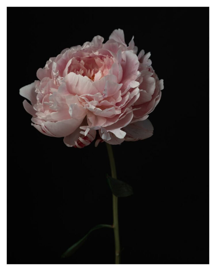 Reine Hortense Peony Flower Photography Print, Elegant Peony Wall Decor