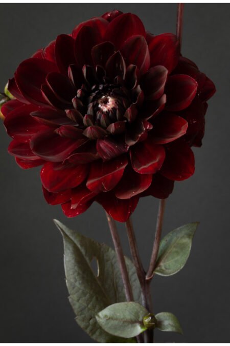 Dahlia Flower Botanical Art Print Floral Wall Decor