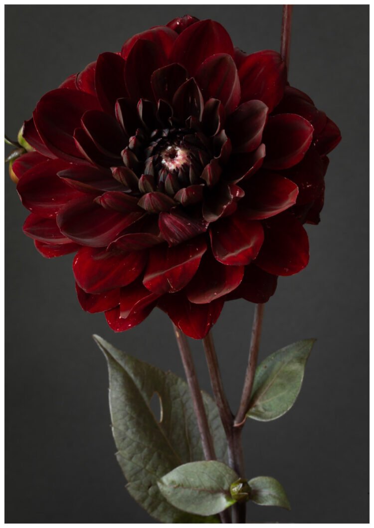 Dahlia Flower Botanical Art Print Floral Wall Decor