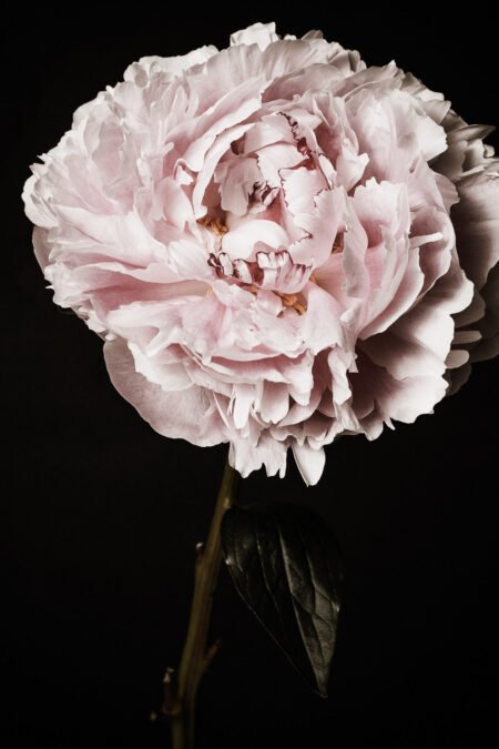 Photo of Peony Flower, Flower Wall Art, Flower Art Print
