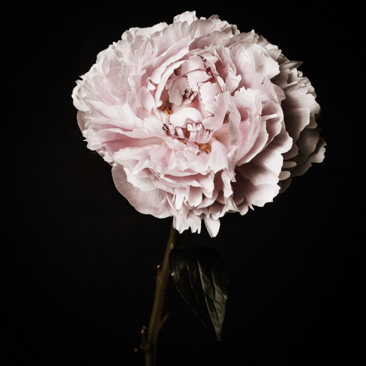 Photo of Peony Flower, Flower Wall Art, Flower Art Print