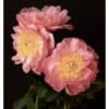 3 Pink Peonies Bouquet – Floral Art Print