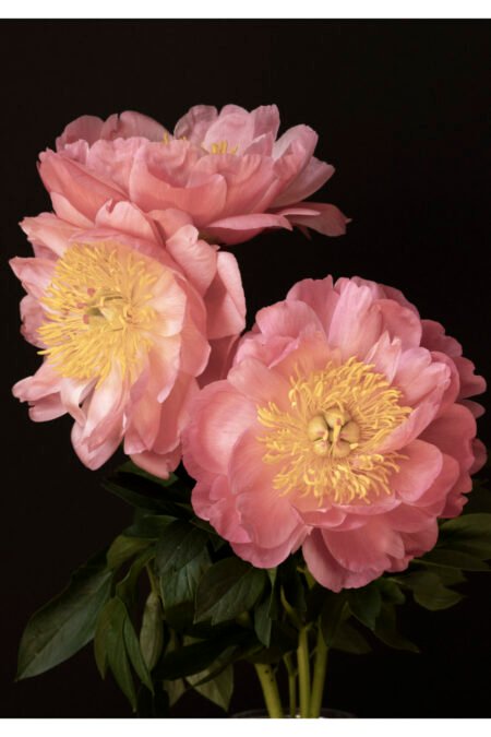 3 Pink Peonies Bouquet – Floral Art Print