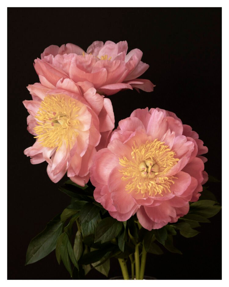 3 Pink Peonies Bouquet – Floral Art Print
