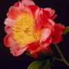 Coral Peony Archival Art Print – Vibrant Floral Wall Art