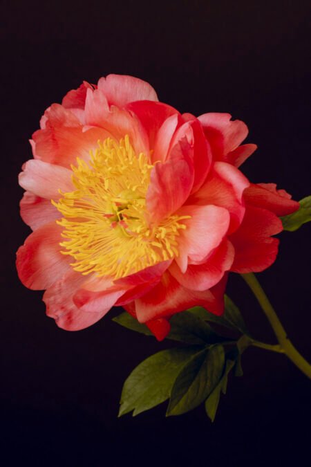 Coral Peony Archival Art Print – Vibrant Floral Wall Art