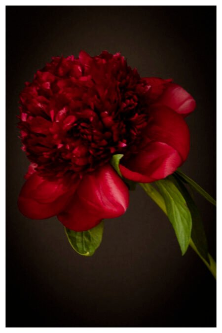 Dark Red Peony in Bloom Archival Print – Wall Art Print